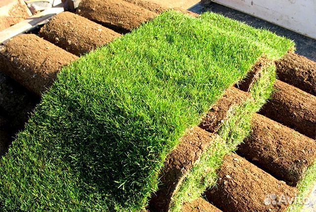 Рулонный газон под ключ