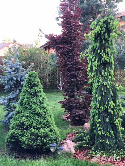 Ель инверса