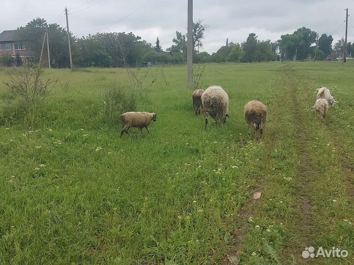 Овцы бараны ягнята