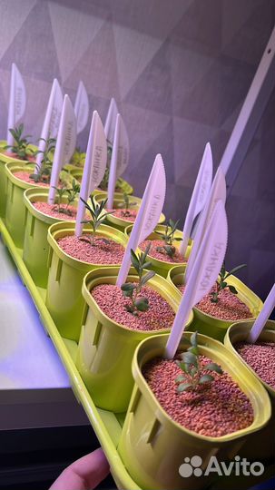 Набор стаканов для рассады с выдвижным дном