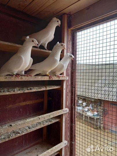 Продажа голубей