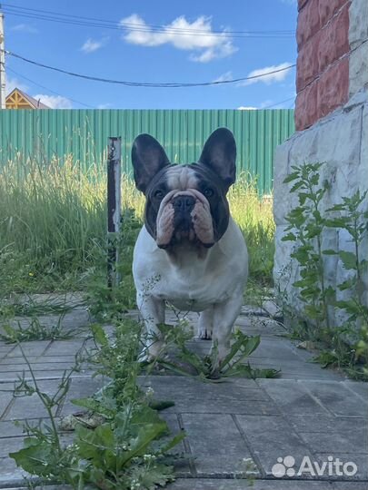 Кобель для вязки