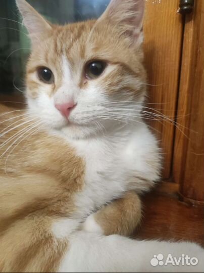 Кот в добрые руки