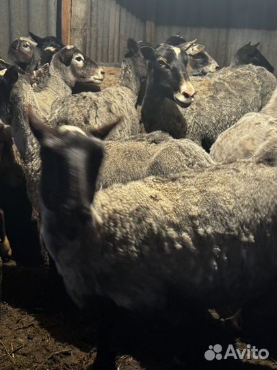 Романовские овцы племенные