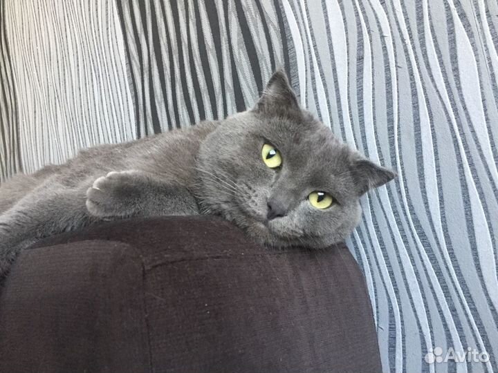 Вязка(британец)