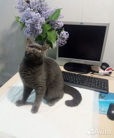 Передержка кошек и собак