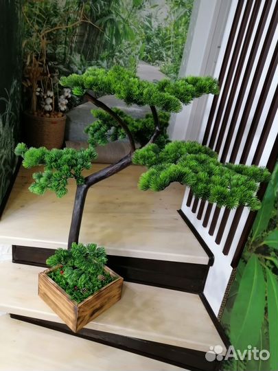 Бонсай сосна