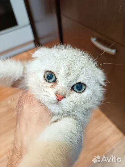 Шотландские вислоухие котята