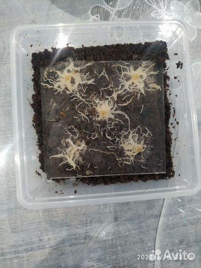 Живой корм для аквариумных рыб