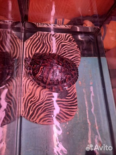 Красноухая черепаха