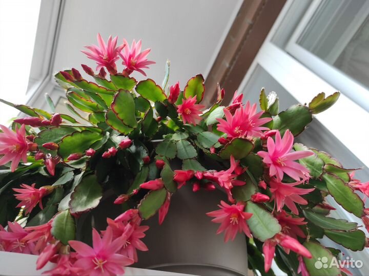 Рипсалидопсис розовый