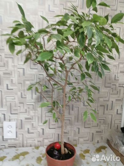 Домашние цветы