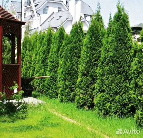 Туя смарагд оптом