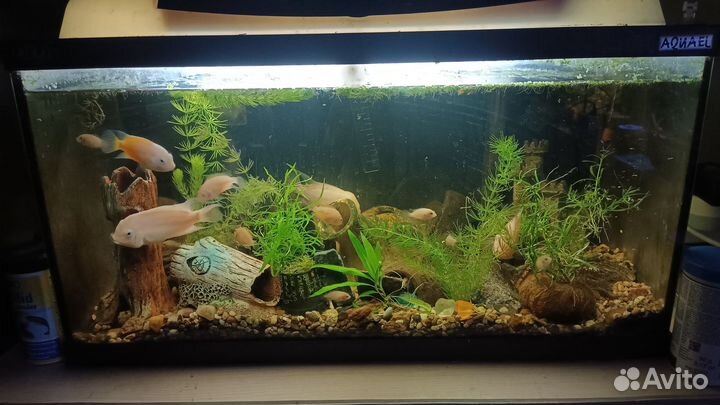 Аквариумные рыбки - Цихлиды Цихлазома фламинго