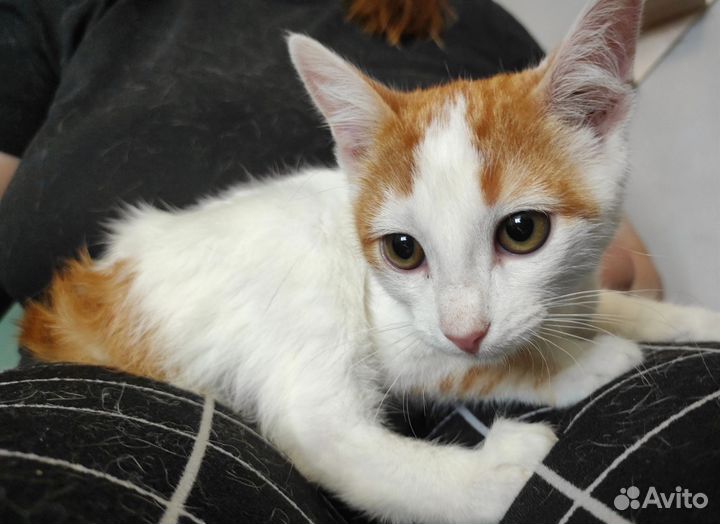 Котенок в добрые руки