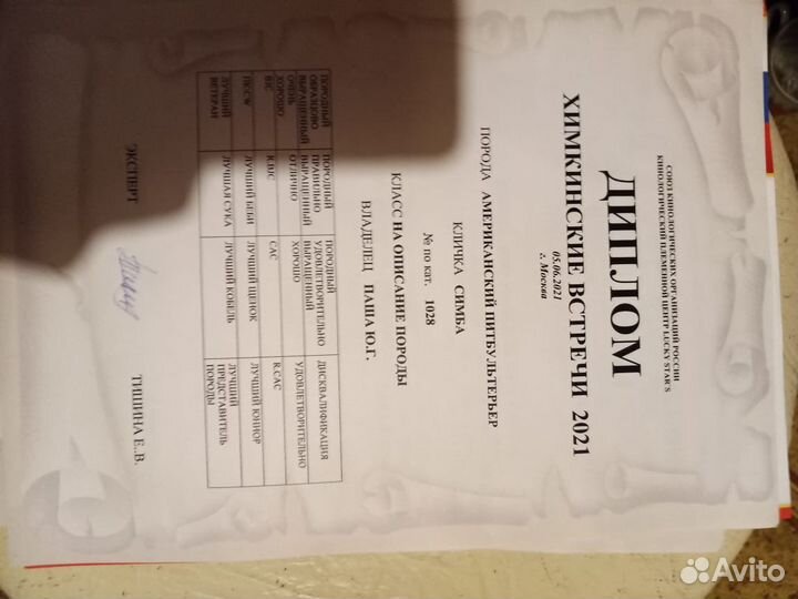 Американский питбультерьер (вязка )