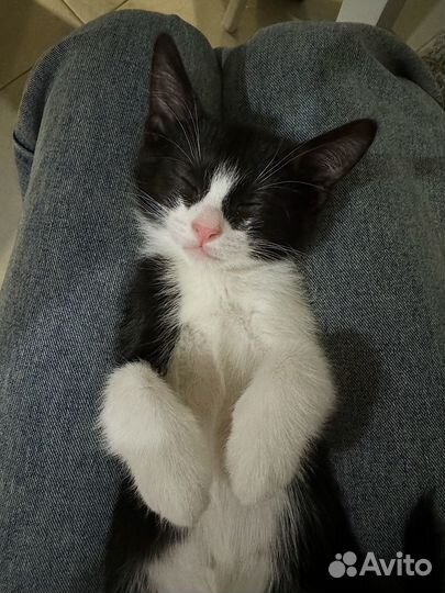Котёнок в добрые руки