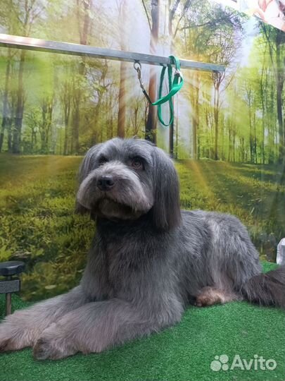 Стрижка животных Измайлово