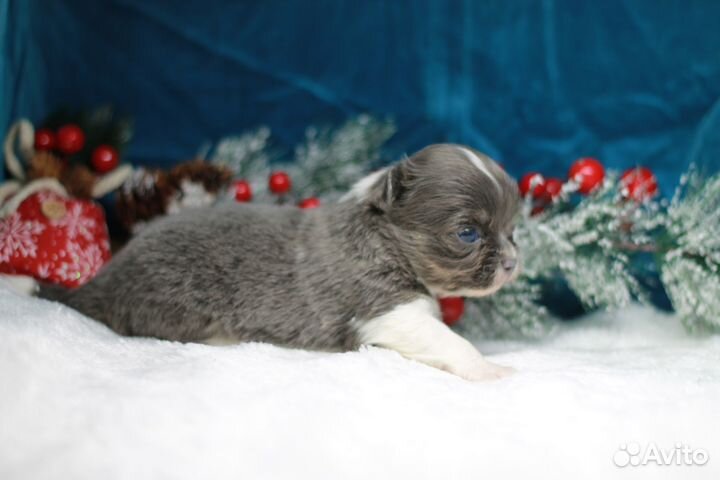 Щеночки чихуахуа г\ш и д\ш