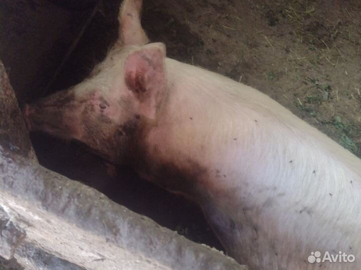 Поросята колхозные