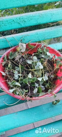 Тыква, зелень