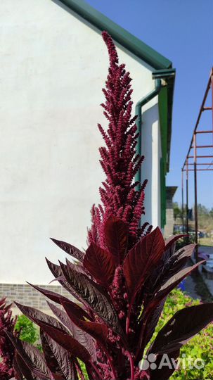 Амарант красный