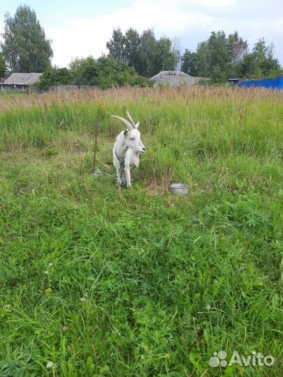 Продам козу