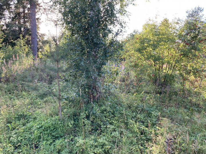 Участок 15 сот. (ИЖС)