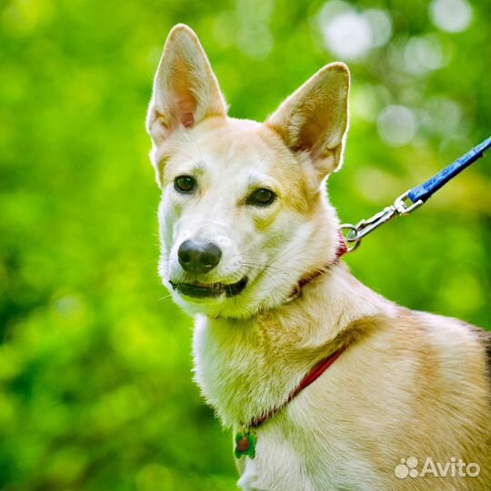 Собака в добрые руки. Ласточка