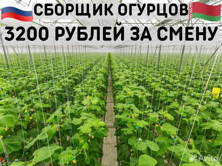 Сборщик огурцов. Проживание+питание.Москва