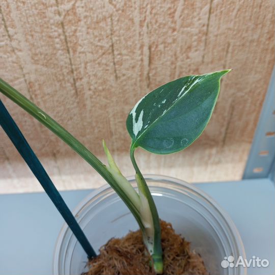 Монстера минт