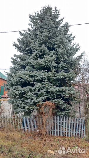 Ель голубая
