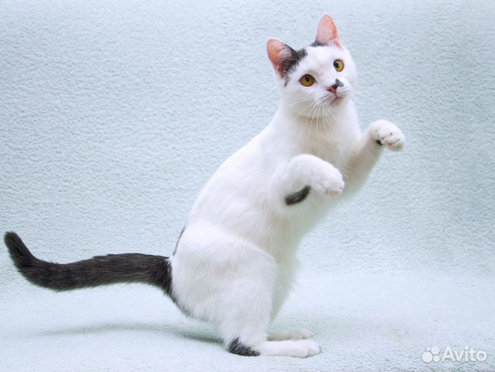 Кошка Котобан с удивительными глазами