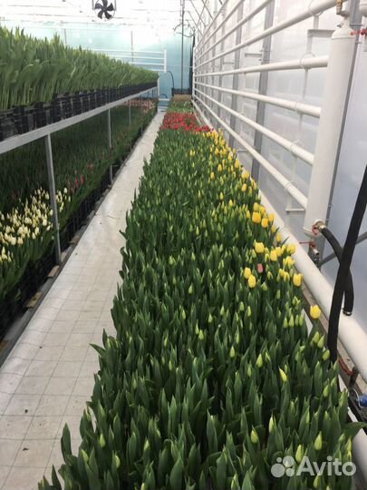 Отопление фермерских теплиц и тепличных комплексов