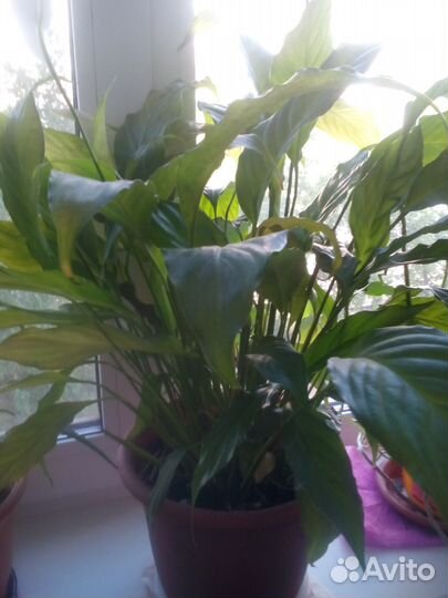 Комнатные цветы