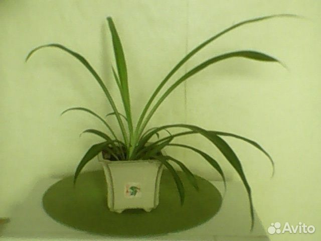 Комнатное растение - хлорофитум