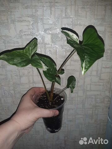 Сингониум Империал вайт, Батерфляй