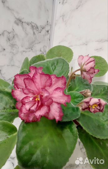 Комнатные растения, фиалки