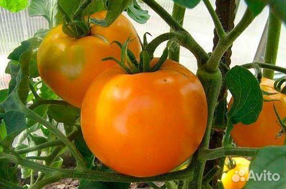 Рассада помидор и перцев