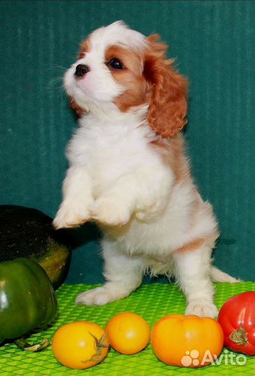Кавалер Кинг чарльз спаниель щенок девочка