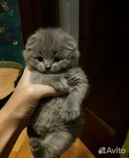 Шотландские котята