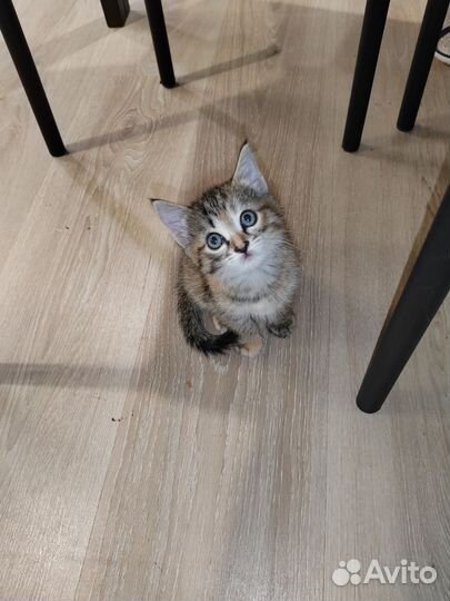 Котик Василий Васильевич