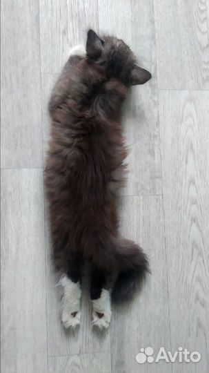 Харизматичный котенок