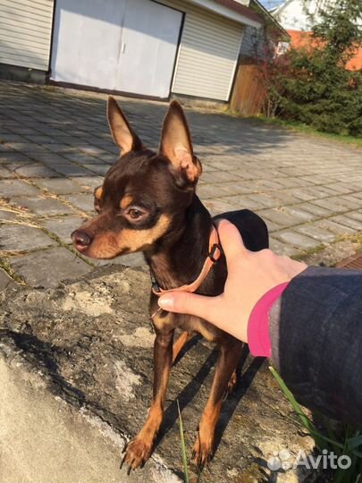 Вязка той терьер мини