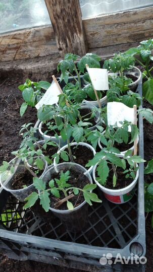Рассада помидоров томатов