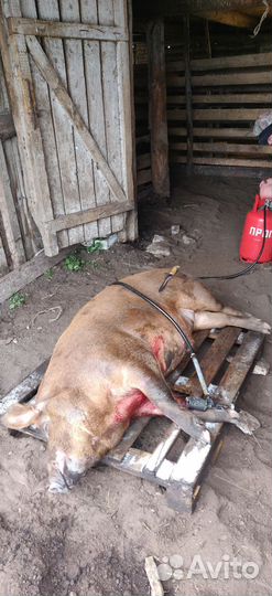 Дюрки на племя