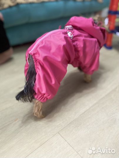 Ветровочный комбинезондля собаки,шью на заказ