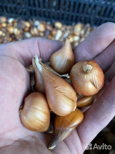 Луковицы Голландских Тюльпанов