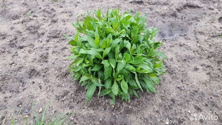 Флоксы сортовые