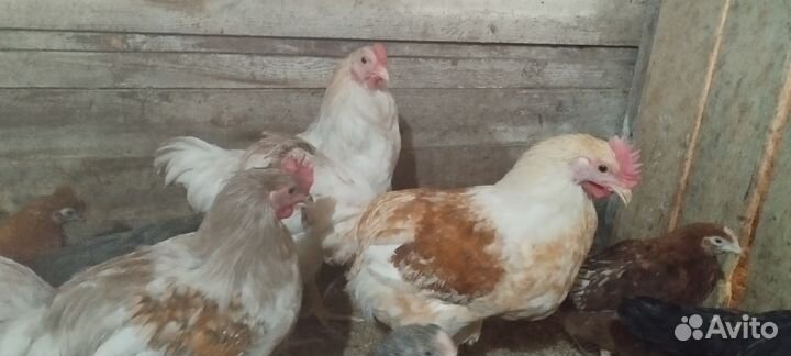 Молодые петухи